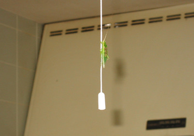 f:id:orange_cake:20080503142550j:image f:id:orange_cake:20080503142550j:image