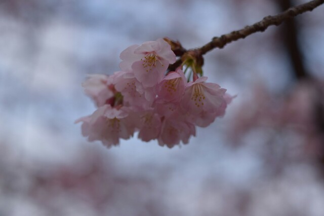 f:id:orange_mikan200:20160305191344j:image f:id:orange_mikan200:20160305191344j:image