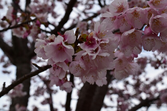 f:id:orange_mikan200:20160305191434j:image f:id:orange_mikan200:20160305191434j:image