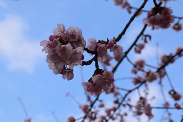 f:id:orange_mikan200:20160305191547j:image f:id:orange_mikan200:20160305191547j:image