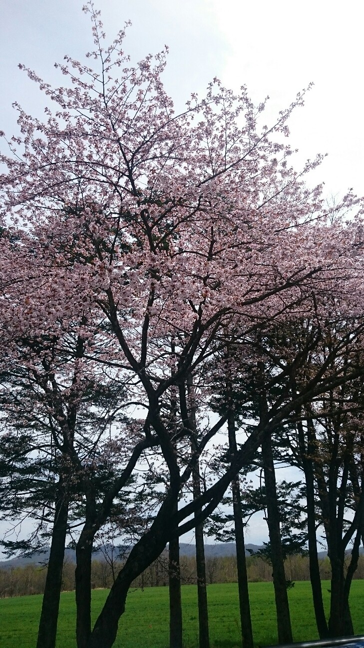 f:id:orangenin:20160506220534j:image f:id:orangenin:20160506220534j:image
