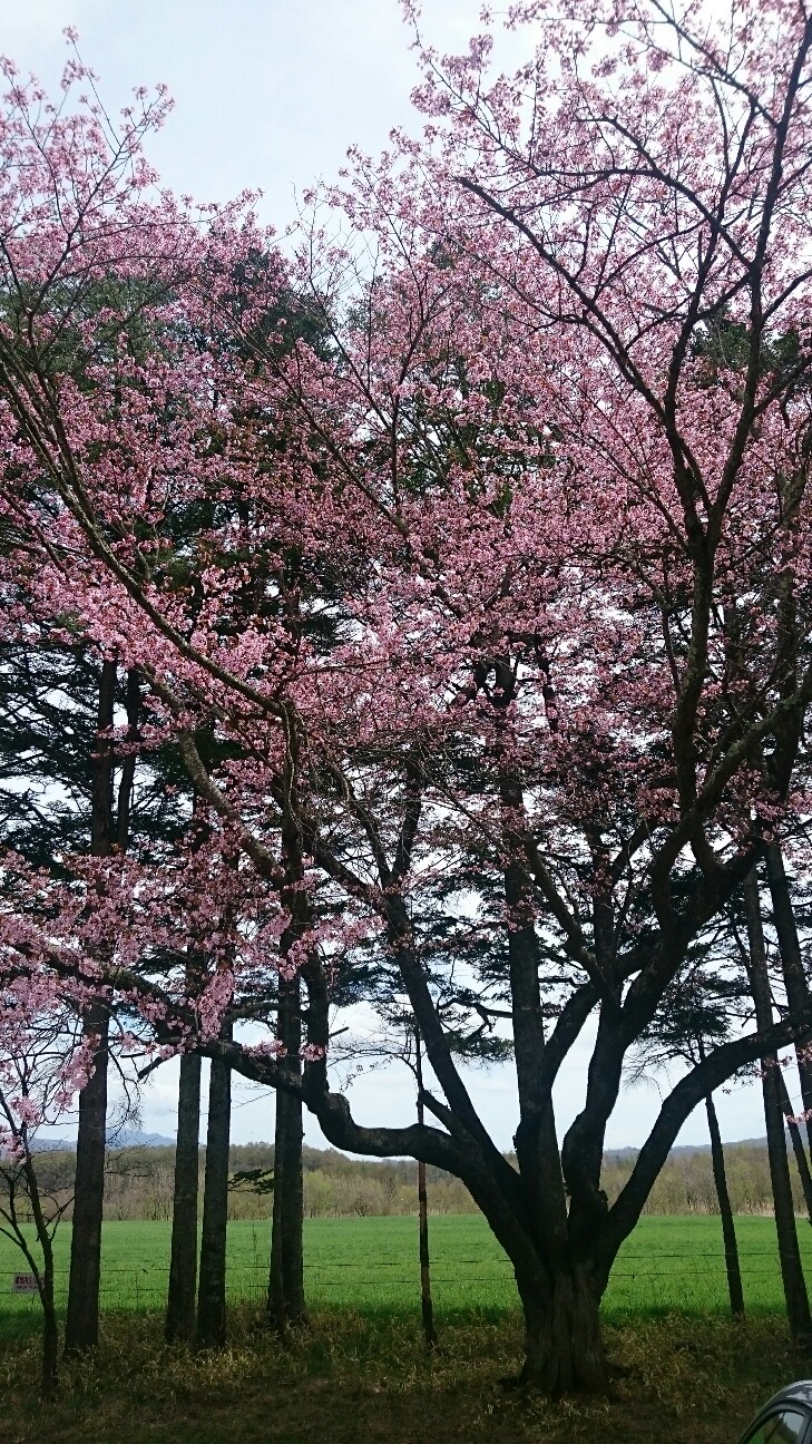 f:id:orangenin:20160506220548j:image f:id:orangenin:20160506220548j:image