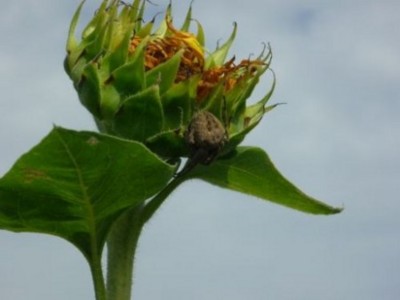 f:id:oryzasativa:20090816160039j:image