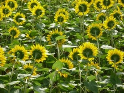 f:id:oryzasativa:20090816160207j:image