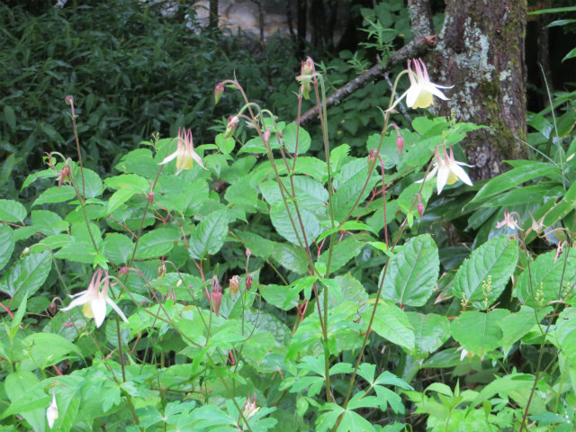 f:id:oryzasativa:20140802134808j:plain f:id:oryzasativa:20140802134808j:plain
