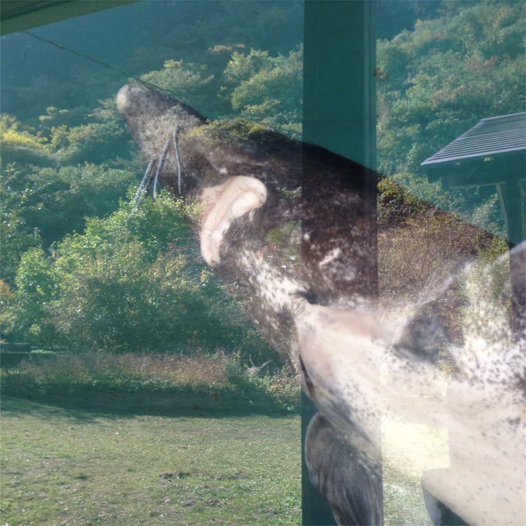 f:id:osakezukideotakunaocchan:20151025112850j:image f:id:osakezukideotakunaocchan:20151025112850j:image