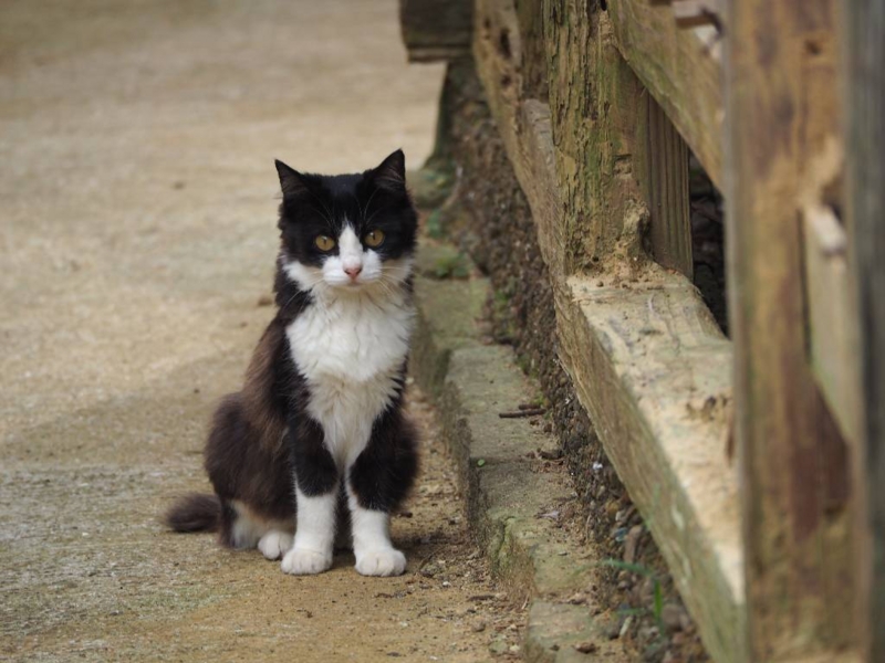 f:id:osamtimizer:20140921101555j:plain f:id:osamtimizer:20140921101555j:plain