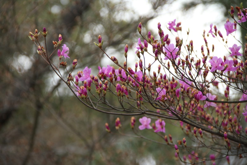 f:id:ossan-arrow:20120401092731j:image f:id:ossan-arrow:20120401092731j:image