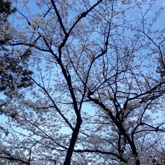 f:id:otakebi13:20150404193246j:plain f:id:otakebi13:20150404193246j:plain