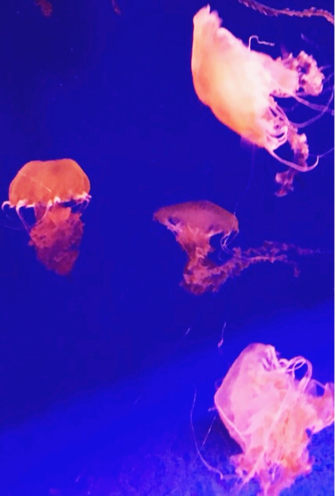 f:id:otohatotsuka:20151208211623j:image f:id:otohatotsuka:20151208211623j:image