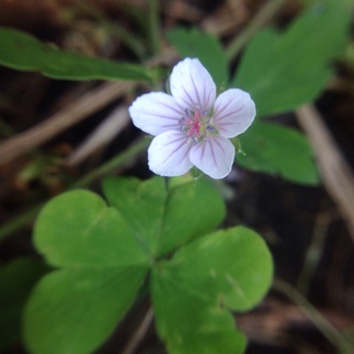 f:id:otsumamimonaka:20140119161636j:plain f:id:otsumamimonaka:20140119161636j:plain