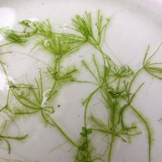 f:id:otsumamimonaka:20140125184348j:plain f:id:otsumamimonaka:20140125184348j:plain