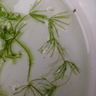 f:id:otsumamimonaka:20140125184422j:plain f:id:otsumamimonaka:20140125184422j:plain