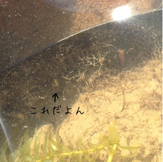 f:id:otsumamimonaka:20140317144112j:plain f:id:otsumamimonaka:20140317144112j:plain