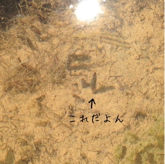 f:id:otsumamimonaka:20140317144122j:plain f:id:otsumamimonaka:20140317144122j:plain