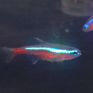 f:id:otsumamimonaka:20140412163651j:plain f:id:otsumamimonaka:20140412163651j:plain