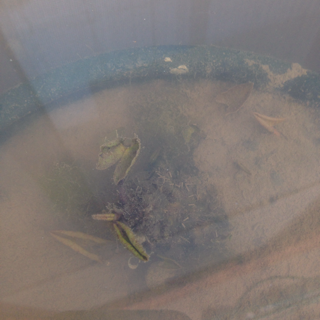 f:id:otsumamimonaka:20140417161934j:plain f:id:otsumamimonaka:20140417161934j:plain