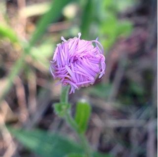 f:id:otsumamimonaka:20140520162745j:plain f:id:otsumamimonaka:20140520162745j:plain