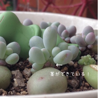 f:id:otsumamimonaka:20140608113327j:plain f:id:otsumamimonaka:20140608113327j:plain