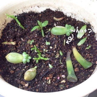 f:id:otsumamimonaka:20140710213452j:plain f:id:otsumamimonaka:20140710213452j:plain