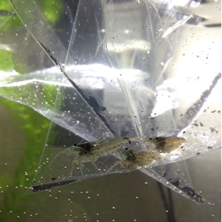 f:id:otsumamimonaka:20140731191633j:plain f:id:otsumamimonaka:20140731191633j:plain