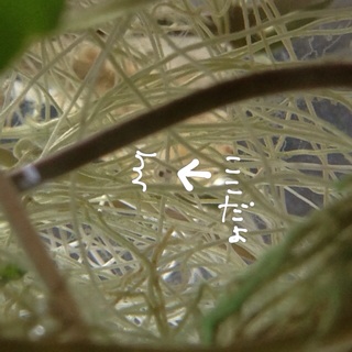 f:id:otsumamimonaka:20140908183146j:plain f:id:otsumamimonaka:20140908183146j:plain