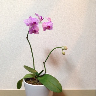 f:id:otsumamimonaka:20141209161714j:plain f:id:otsumamimonaka:20141209161714j:plain