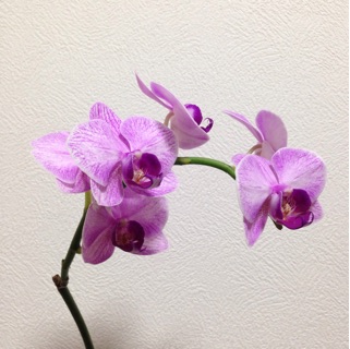 f:id:otsumamimonaka:20141209161918j:plain f:id:otsumamimonaka:20141209161918j:plain