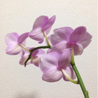 f:id:otsumamimonaka:20141209161943j:plain f:id:otsumamimonaka:20141209161943j:plain