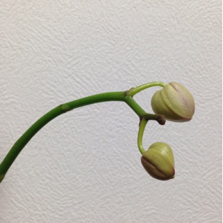 f:id:otsumamimonaka:20141209162054j:plain f:id:otsumamimonaka:20141209162054j:plain