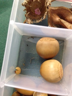 f:id:otsumamimonaka:20141218154740j:plain f:id:otsumamimonaka:20141218154740j:plain