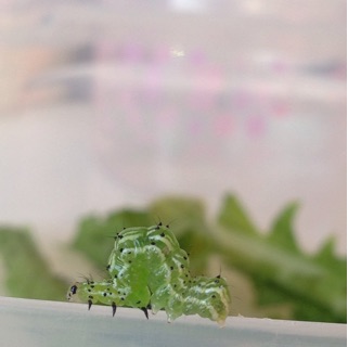 f:id:otsumamimonaka:20141220235227j:plain f:id:otsumamimonaka:20141220235227j:plain