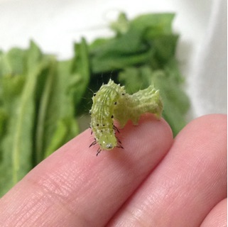 f:id:otsumamimonaka:20141220235525j:plain f:id:otsumamimonaka:20141220235525j:plain