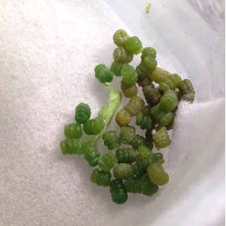 f:id:otsumamimonaka:20141223003006j:plain f:id:otsumamimonaka:20141223003006j:plain