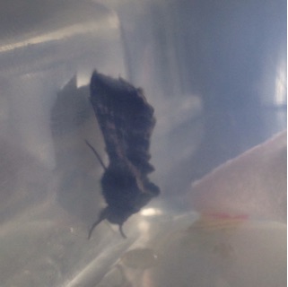 f:id:otsumamimonaka:20150104154442j:plain f:id:otsumamimonaka:20150104154442j:plain