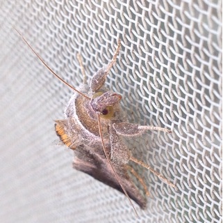 f:id:otsumamimonaka:20150106140409j:plain f:id:otsumamimonaka:20150106140409j:plain