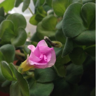 f:id:otsumamimonaka:20150130225415j:plain f:id:otsumamimonaka:20150130225415j:plain
