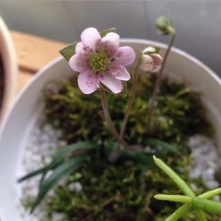 f:id:otsumamimonaka:20150130225908j:plain f:id:otsumamimonaka:20150130225908j:plain