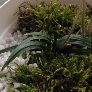 f:id:otsumamimonaka:20150130230545j:plain f:id:otsumamimonaka:20150130230545j:plain