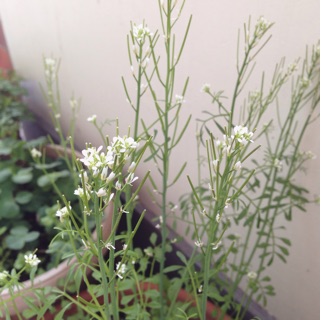 f:id:otsumamimonaka:20150330142617j:plain f:id:otsumamimonaka:20150330142617j:plain