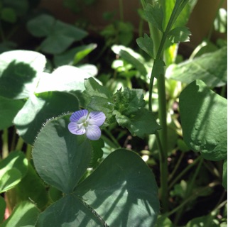 f:id:otsumamimonaka:20150330142800j:plain f:id:otsumamimonaka:20150330142800j:plain