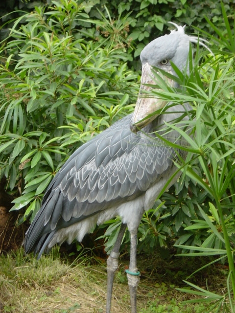 f:id:oumagatetsu:20100521000807j:image