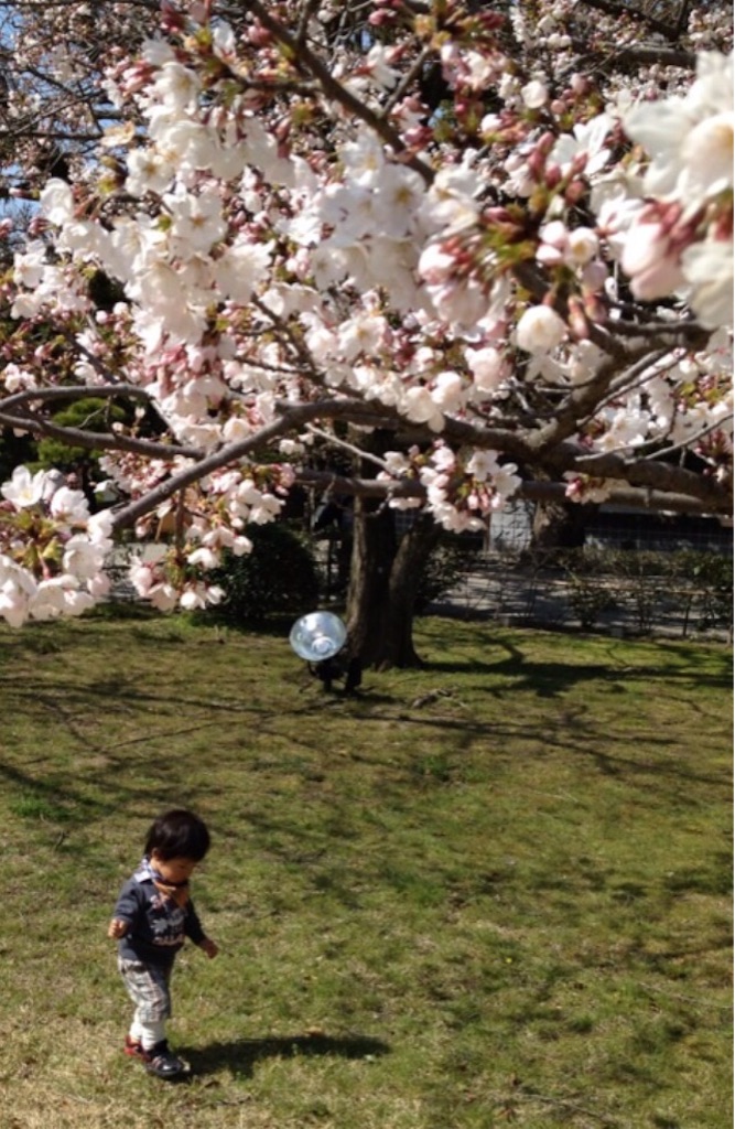 f:id:oyaco_blog:20160324124728j:image f:id:oyaco_blog:20160324124728j:image