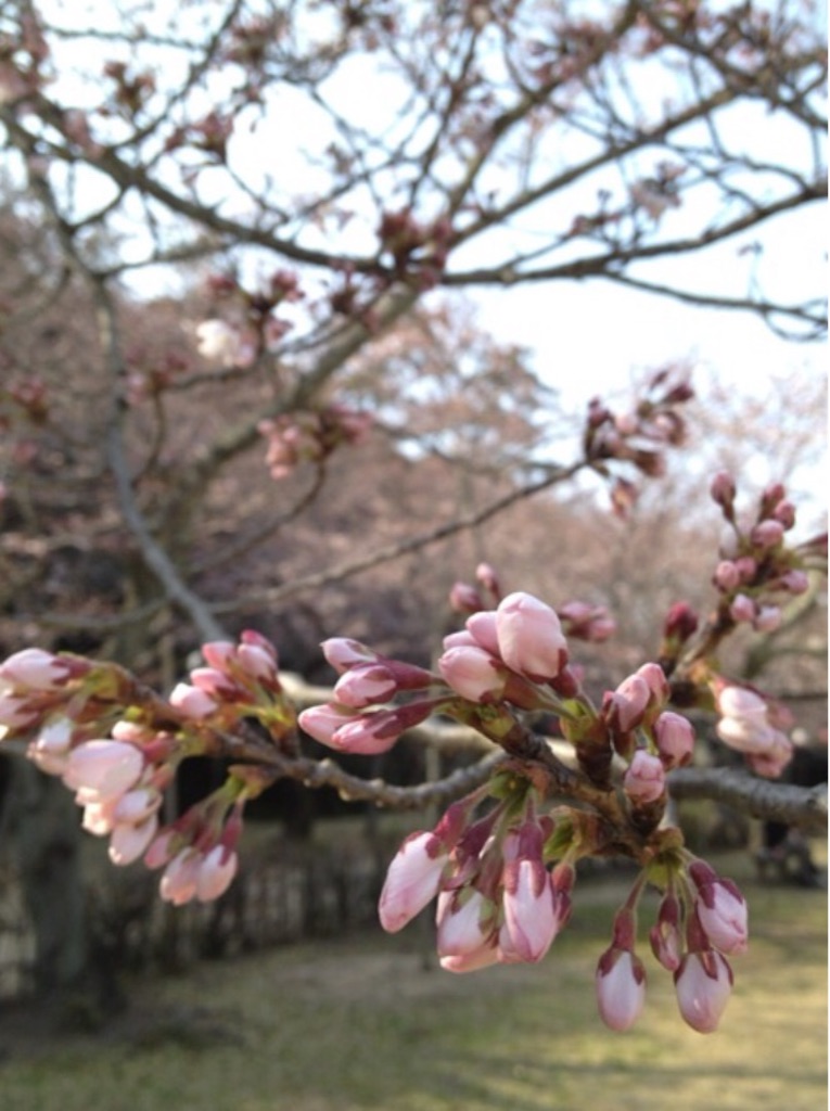 f:id:oyaco_blog:20160324124736j:image f:id:oyaco_blog:20160324124736j:image