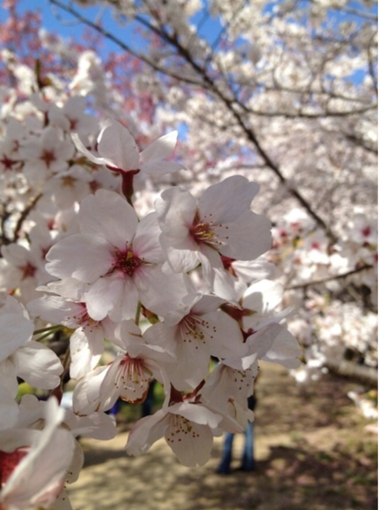 f:id:oyaco_blog:20160328123944j:image f:id:oyaco_blog:20160328123944j:image