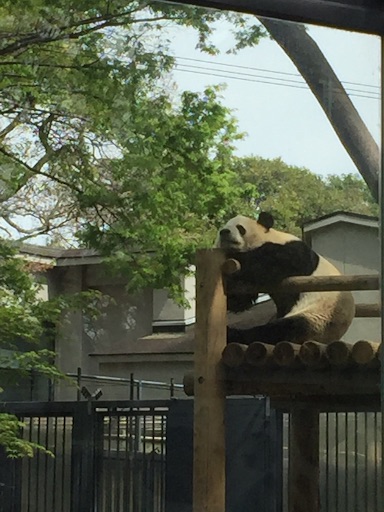 f:id:oyaco_blog:20160410085002j:image f:id:oyaco_blog:20160410085002j:image