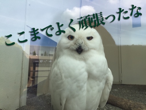 f:id:oyaco_blog:20160410085830j:image f:id:oyaco_blog:20160410085830j:image