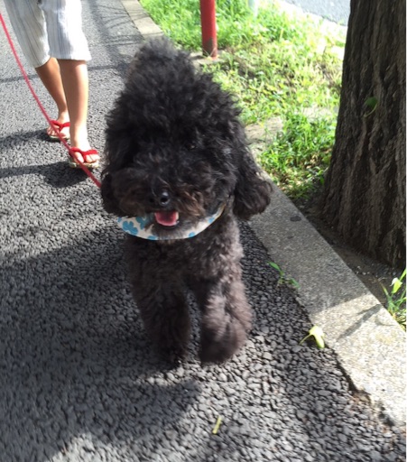f:id:oyaco_blog:20160626092650j:image f:id:oyaco_blog:20160626092650j:image