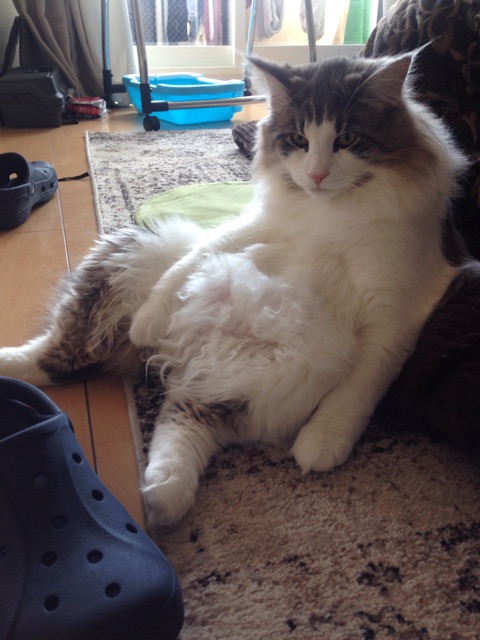 f:id:oyakitoneko:20150330143025j:plain f:id:oyakitoneko:20150330143025j:plain