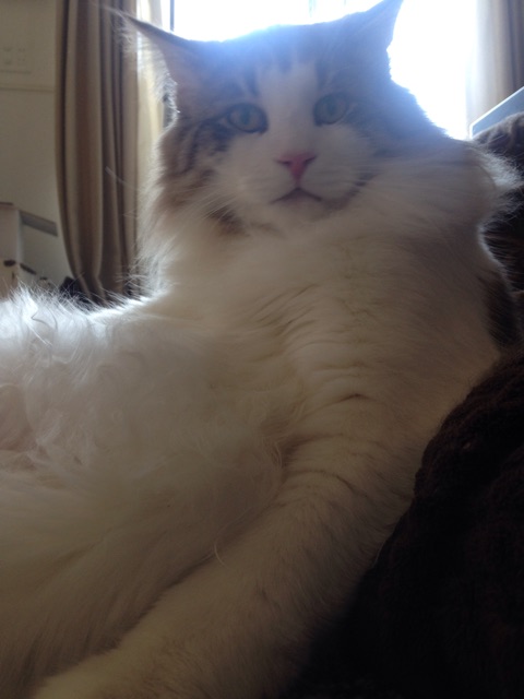 f:id:oyakitoneko:20150330143038j:plain f:id:oyakitoneko:20150330143038j:plain